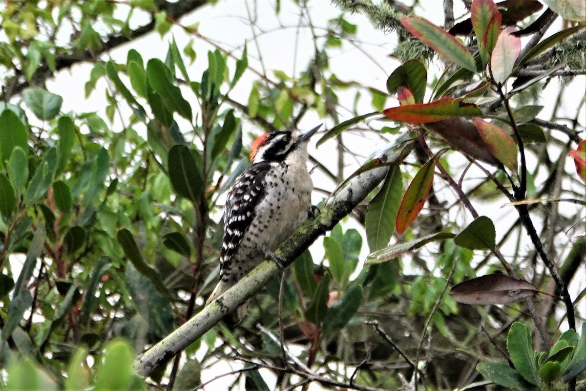 Nuttall's Woodpecker - ML456584101