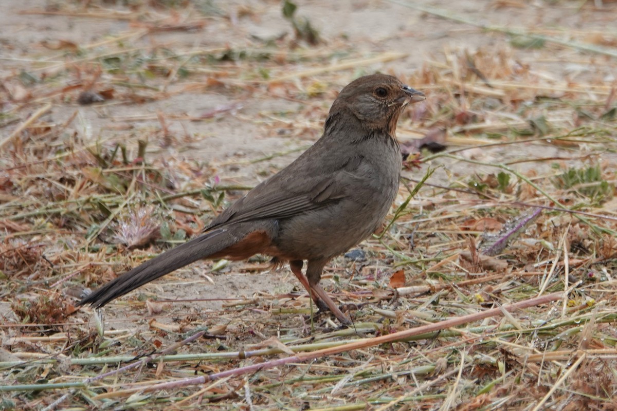 California Towhee - ML456584351