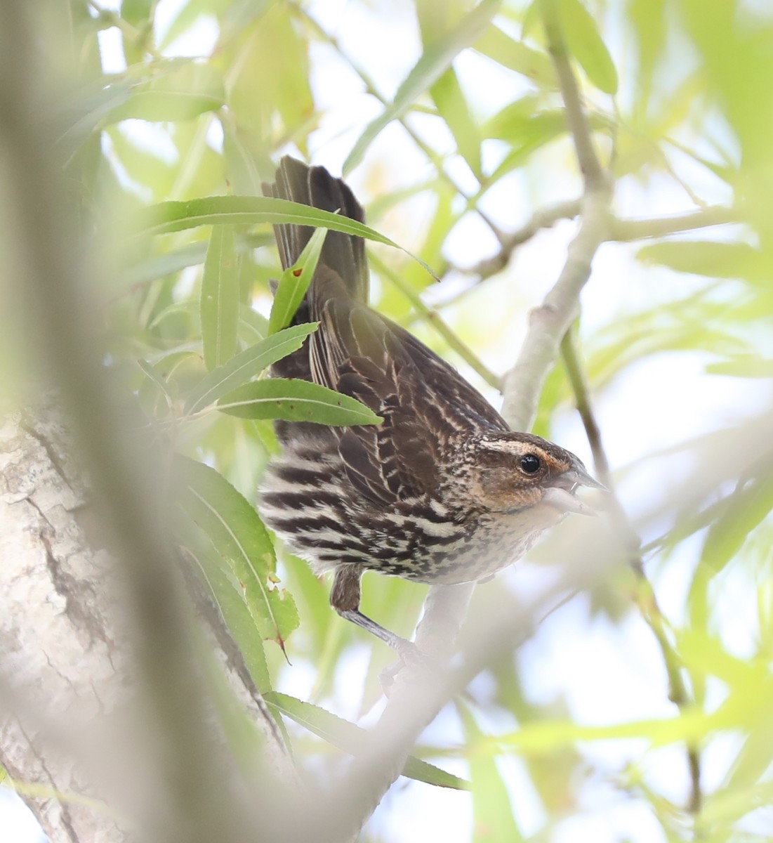 Red-winged Blackbird - ML456584551