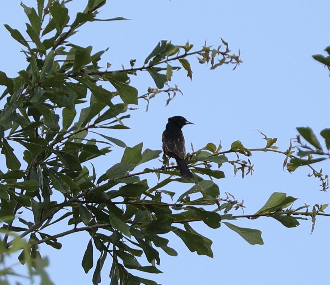 Orchard Oriole - ML456584621