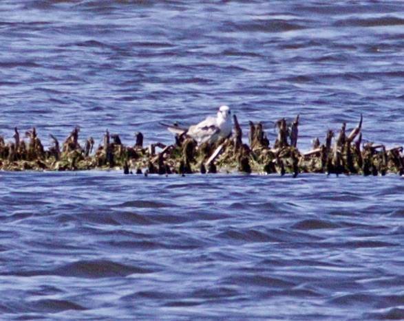 Common Tern - ML456586471