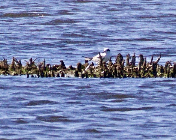 Common Tern - ML456586491