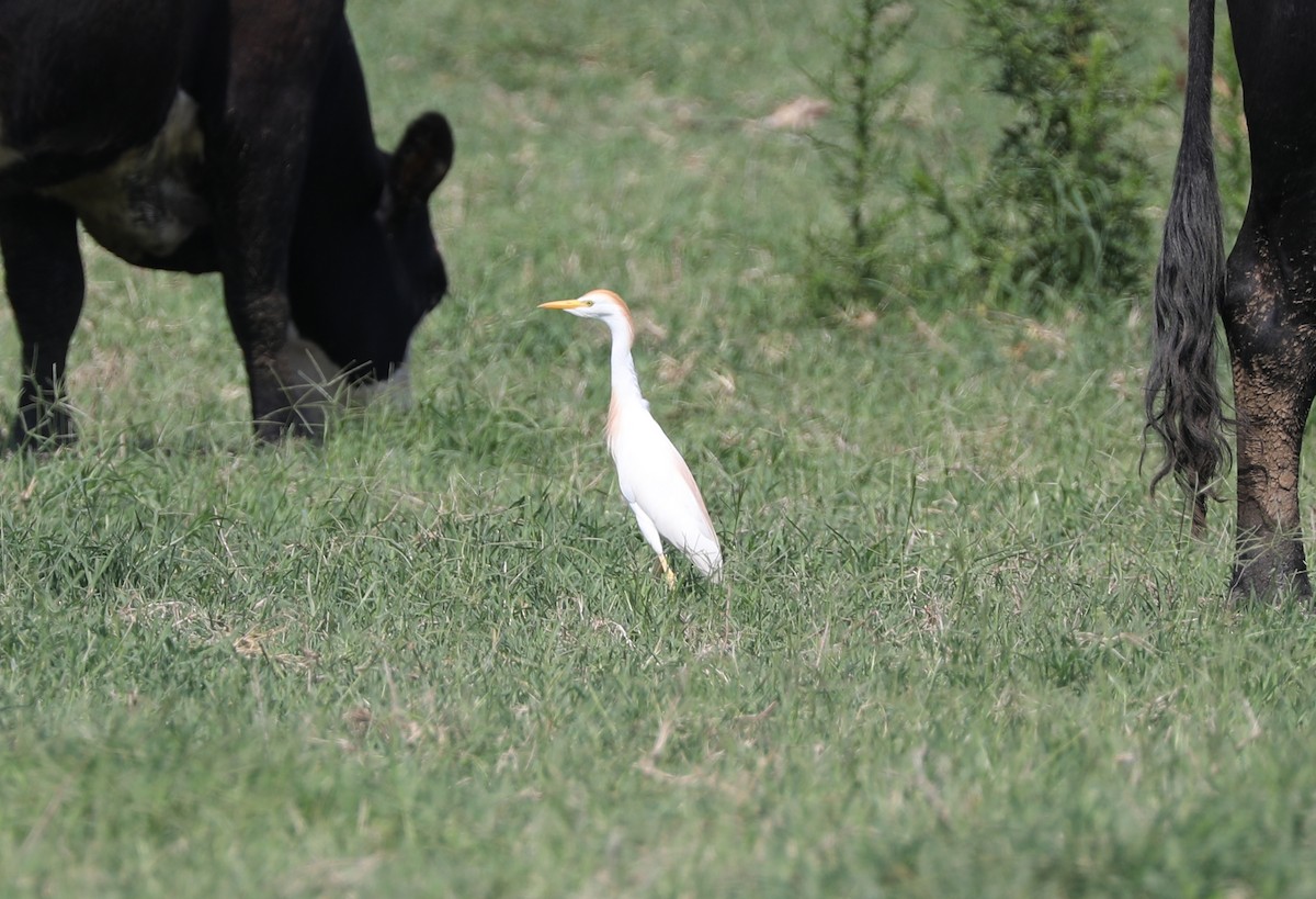 Western Cattle Egret - ML456586511