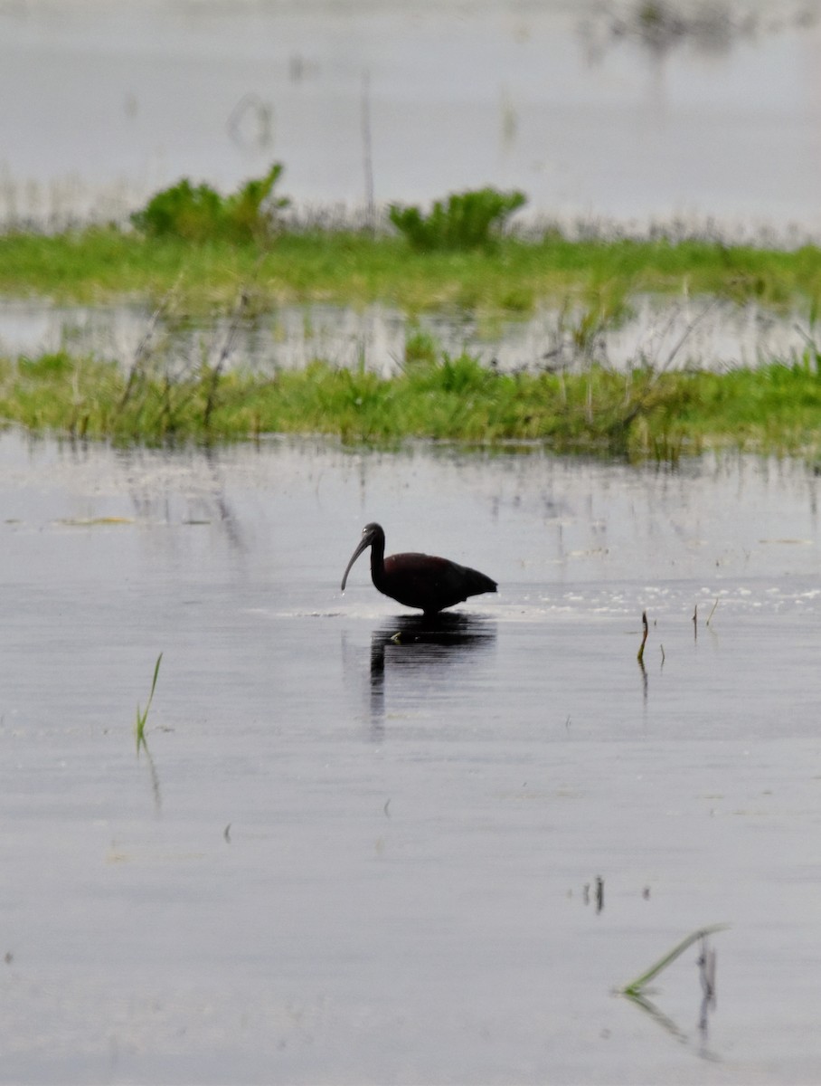 White-faced Ibis - ML456586701