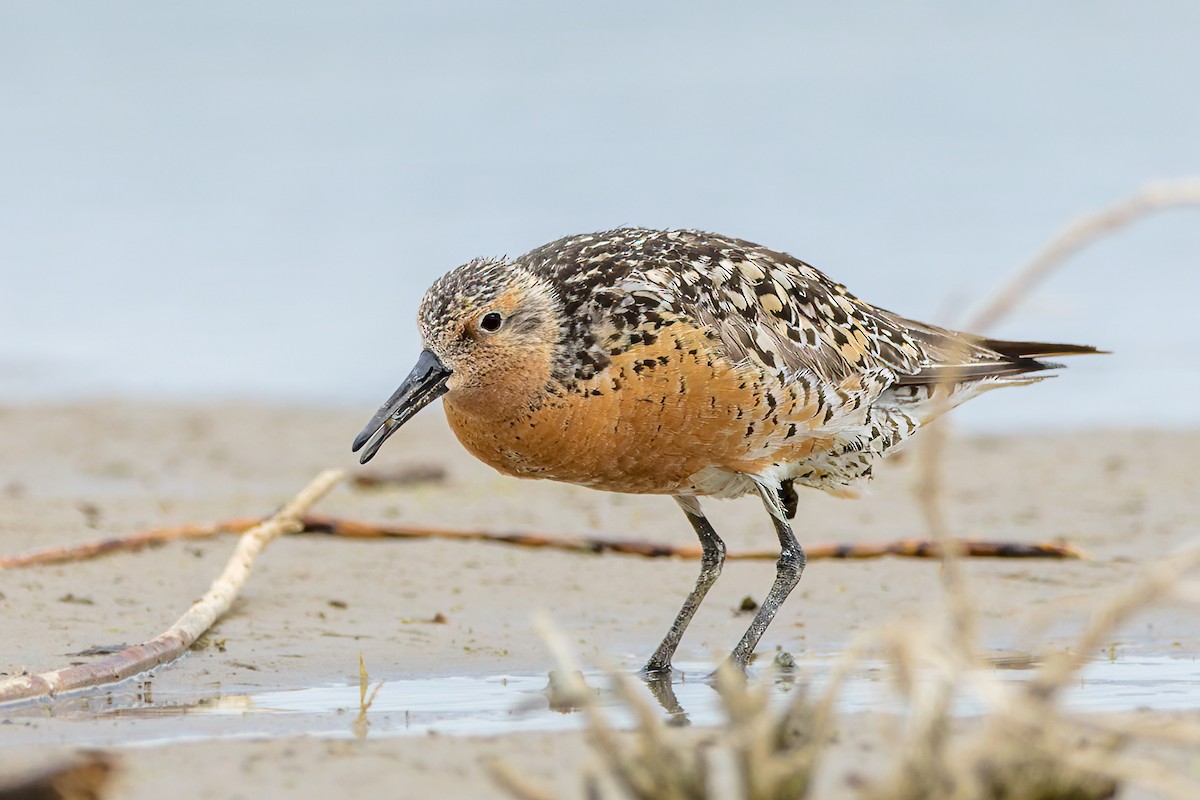 Red Knot - ML456587081