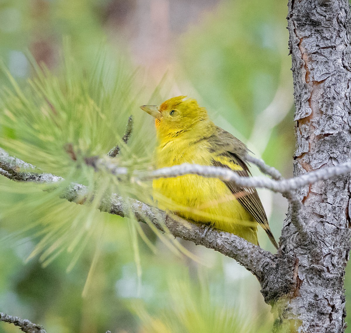 Western Tanager - ML456587551