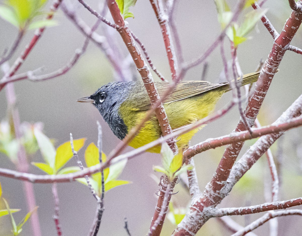 MacGillivray's Warbler - ML456587821