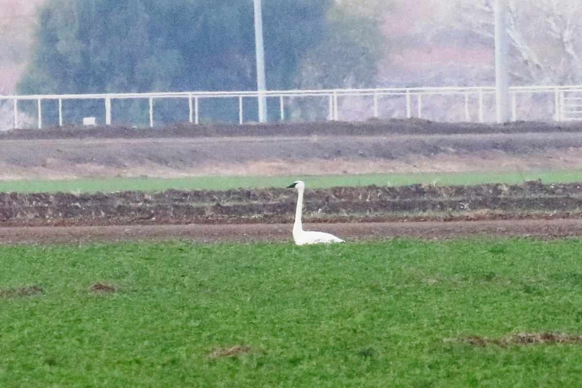 Trumpeter Swan - ML45659041