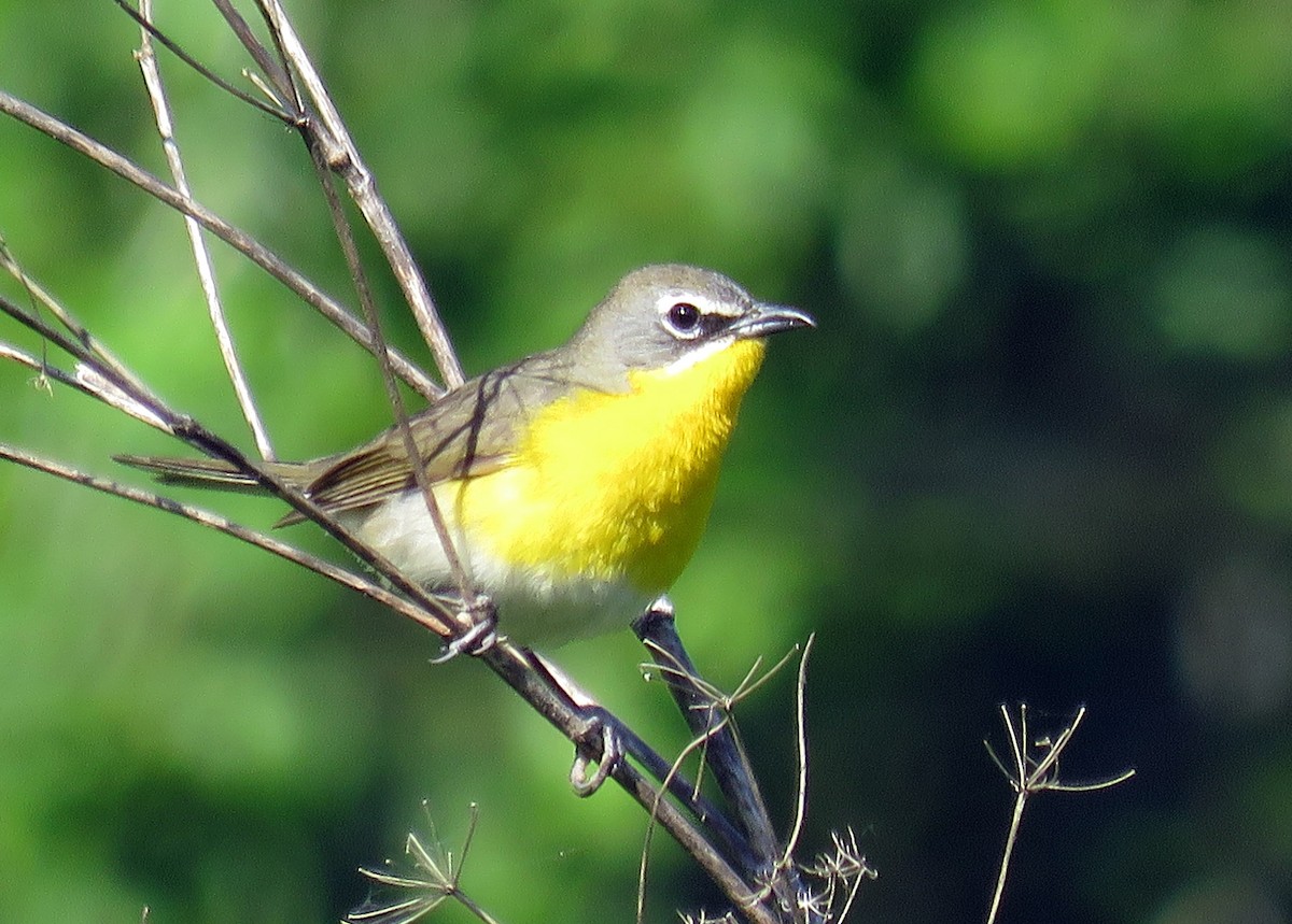 Yellow-breasted Chat - ML456590961