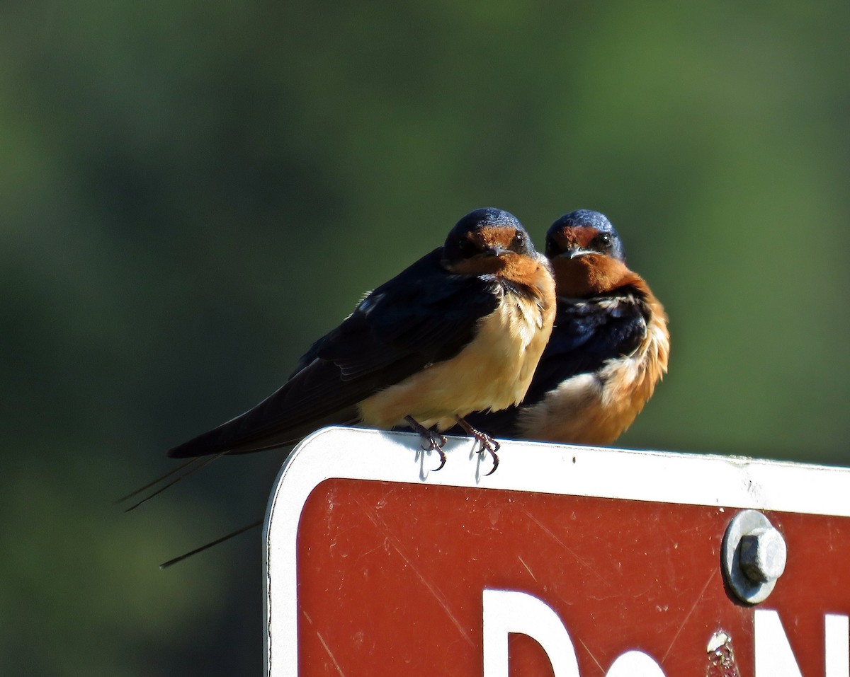 Barn Swallow (American) - ML456590991
