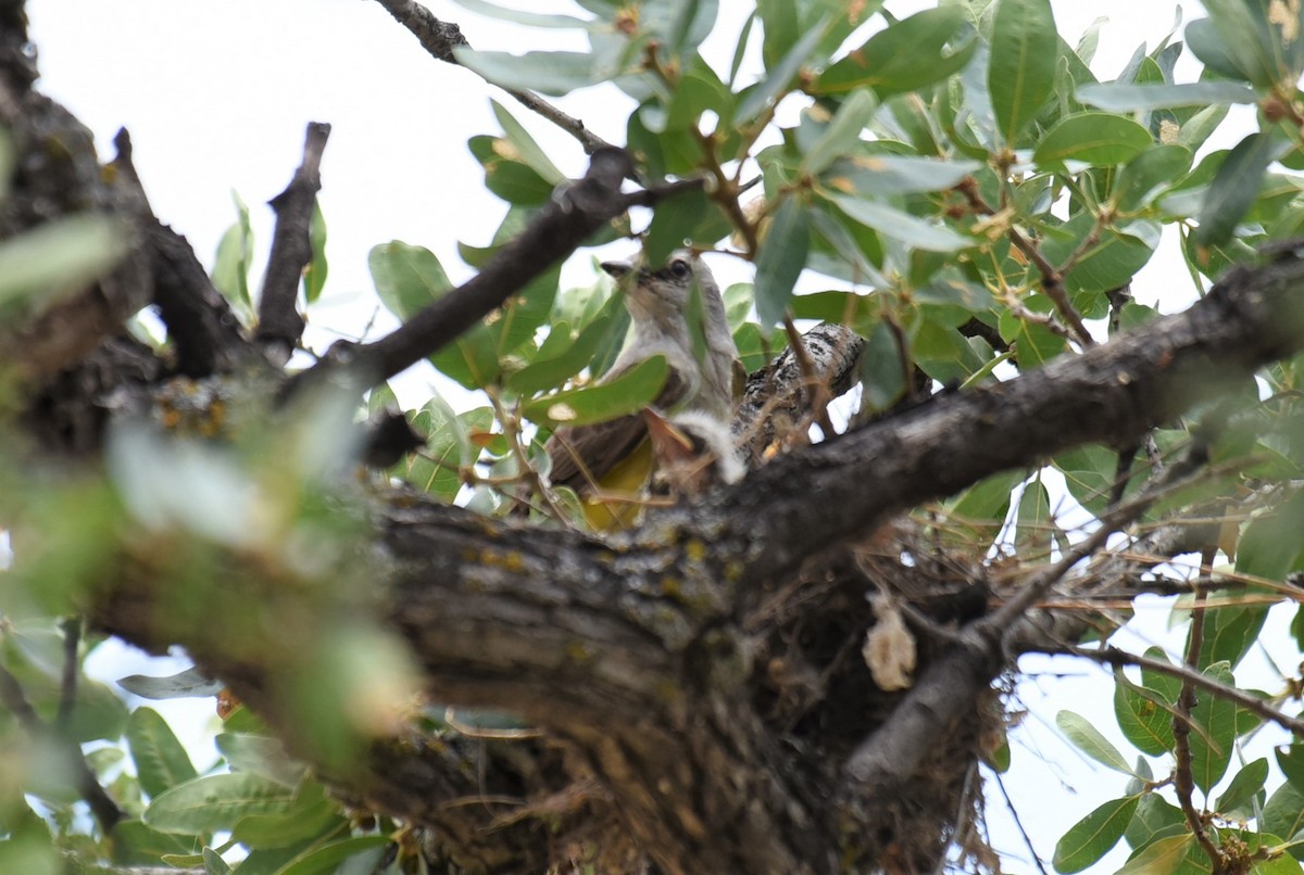 Western Kingbird - Sze On Ng (Aaron)