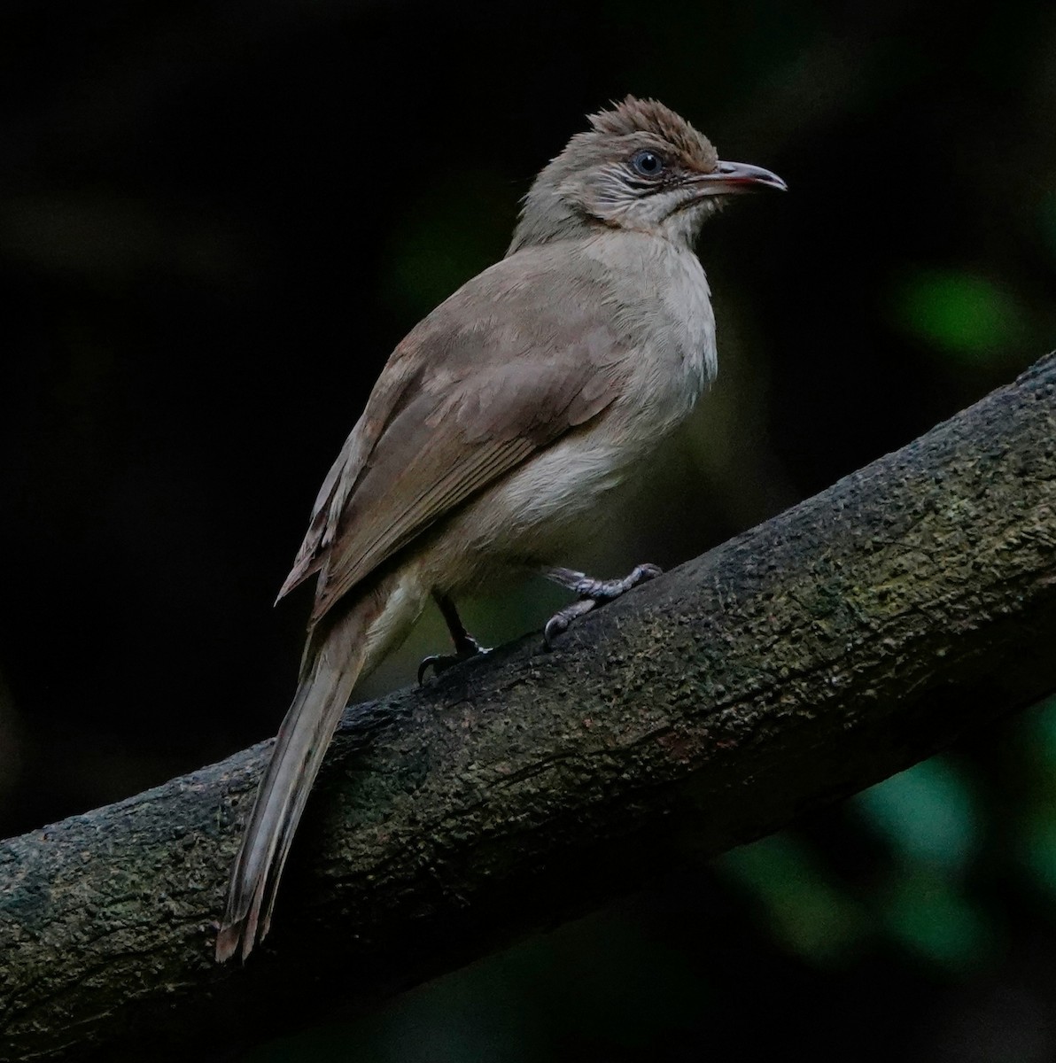 Streak-eared Bulbul - ML456592271