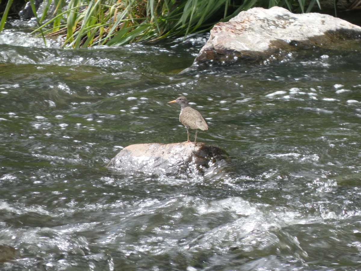 Spotted Sandpiper - ML456592921