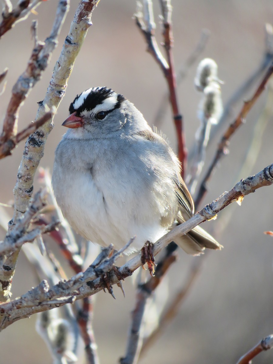 White-crowned Sparrow - Greg Levandoski