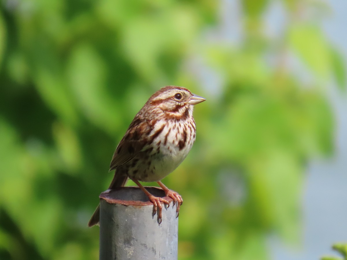 Song Sparrow - ML456595581