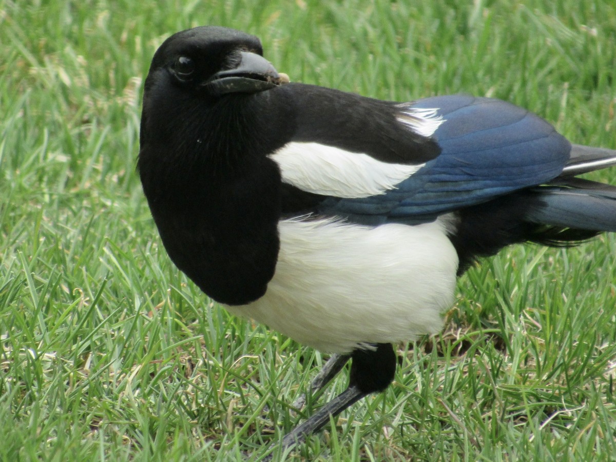 Black-billed Magpie - ML456595781