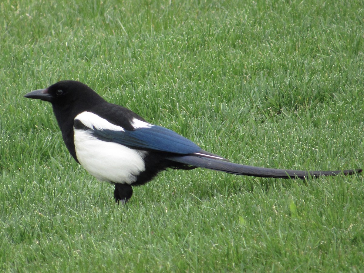 Black-billed Magpie - ML456595841