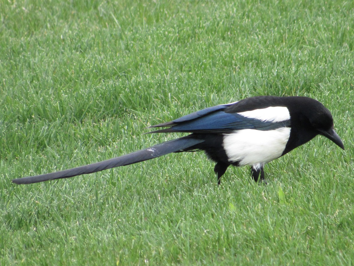 Black-billed Magpie - ML456595861