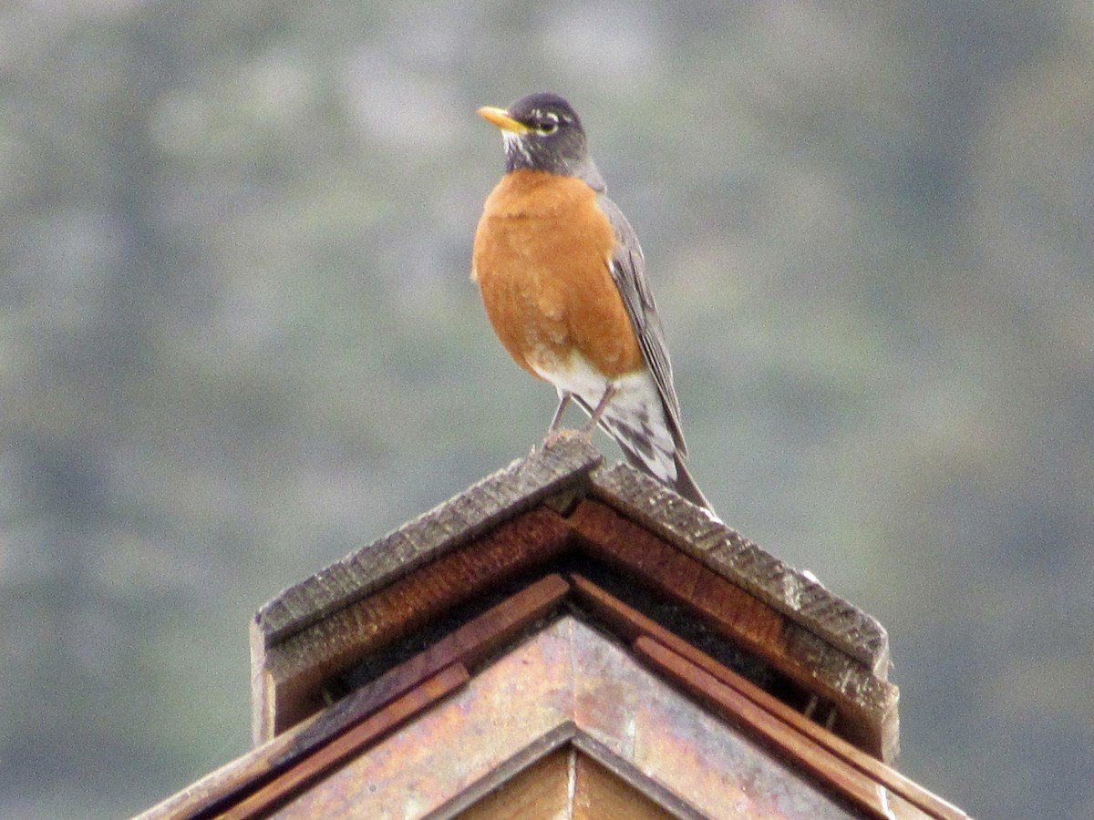 American Robin - ML456595901