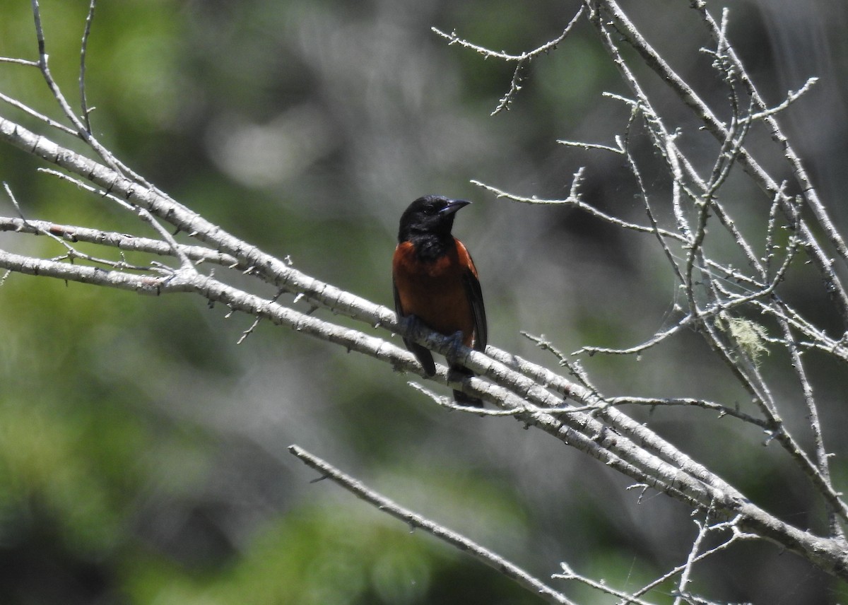 Orchard Oriole - ML456597761