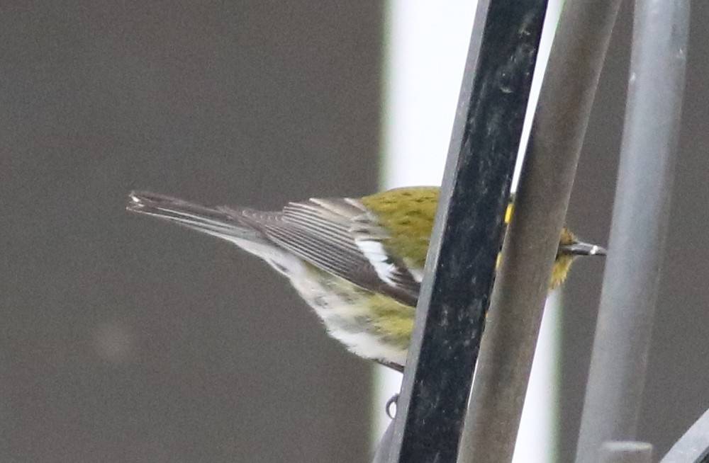 Townsend's Warbler - ML45659981