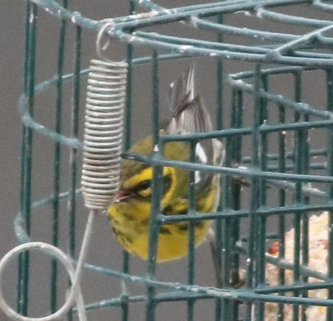 Townsend's Warbler - Eric Hartshaw