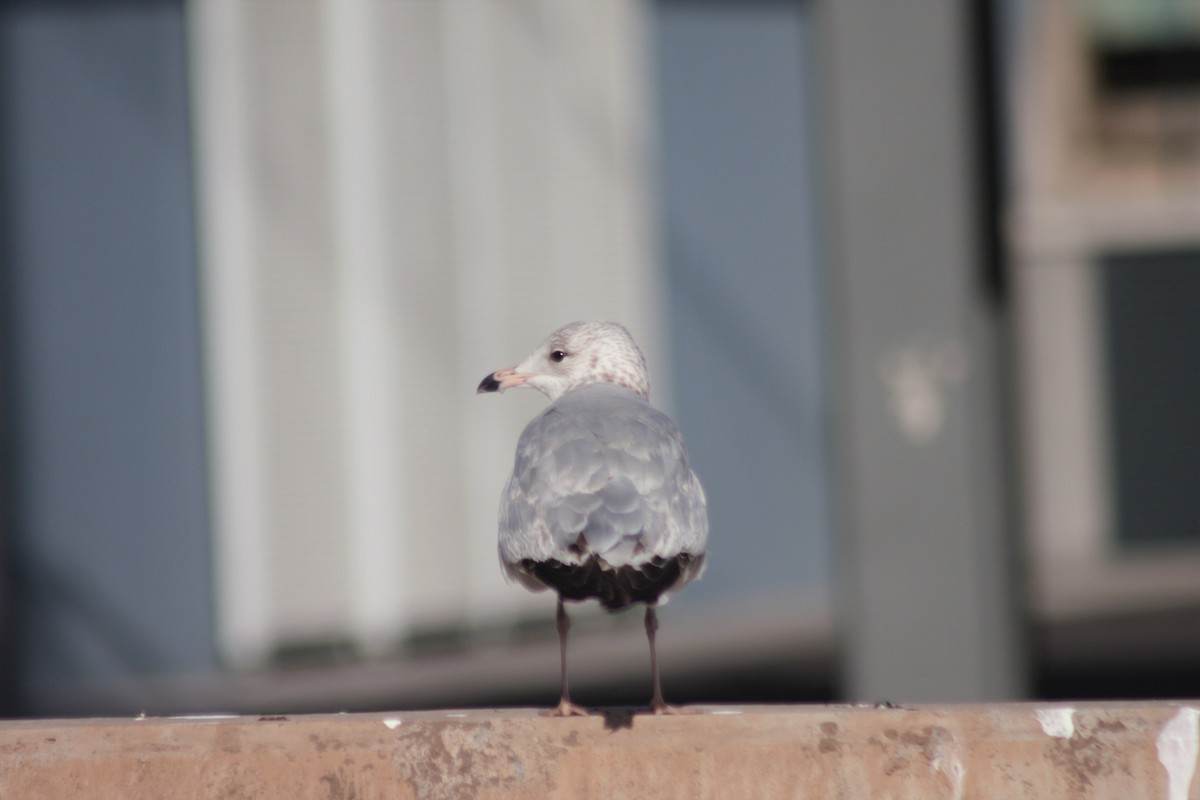 Ring-billed Gull - ML45660061