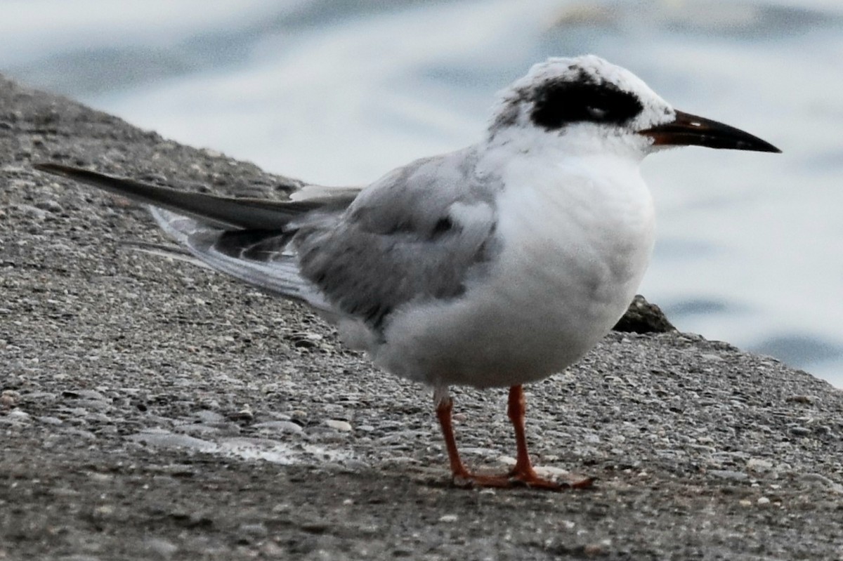 Forster's Tern - ML456600801