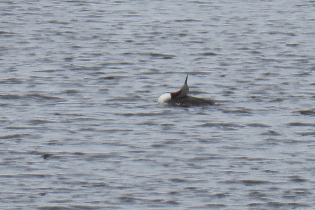 Red-throated Loon - Shelagh Parken