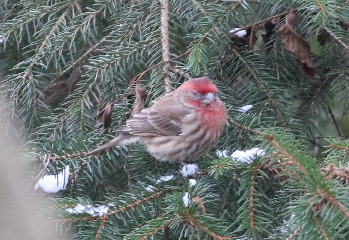 House Finch - ML45660171