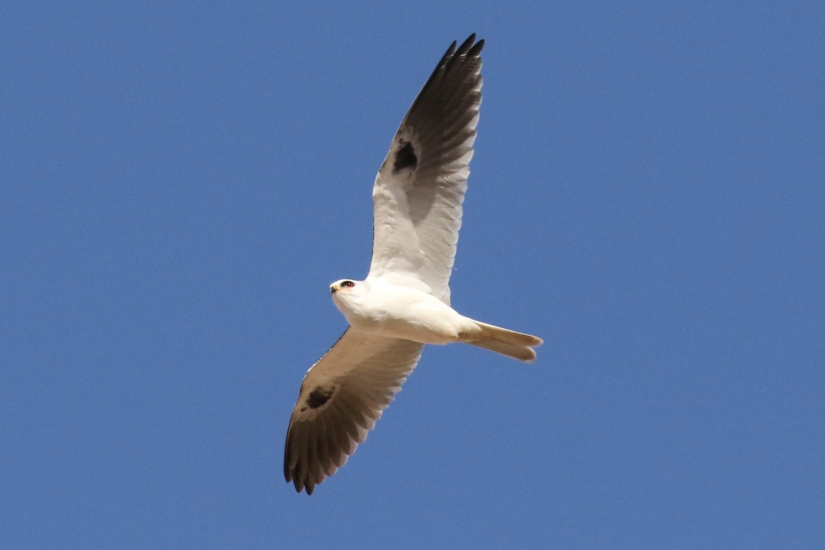 White-tailed Kite - Lindsay Story