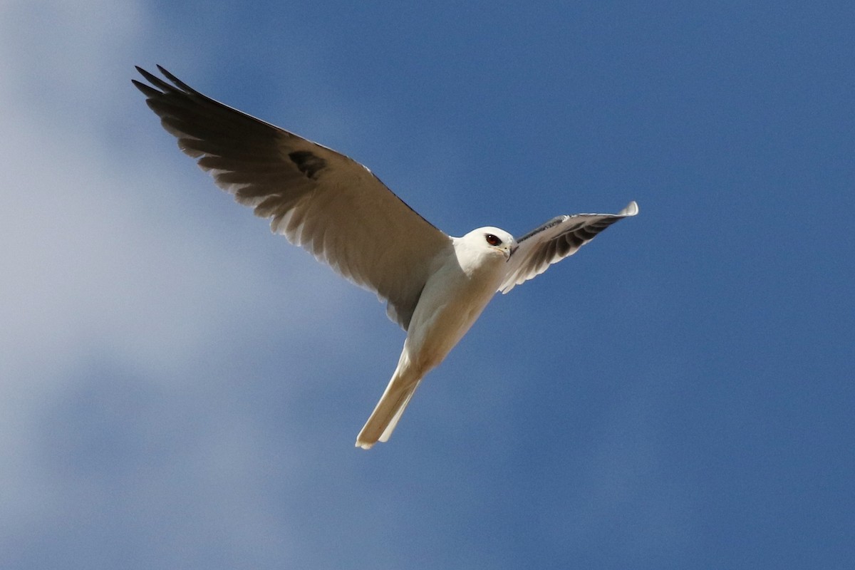 White-tailed Kite - Lindsay Story