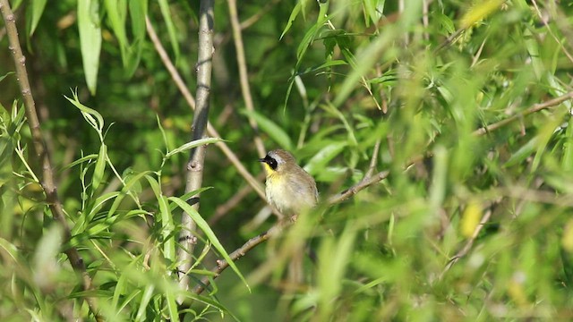 Common Yellowthroat - ML456606151