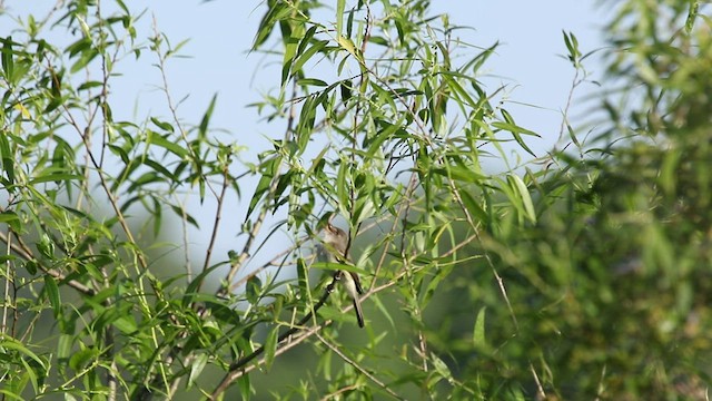 Willow Flycatcher - ML456606421