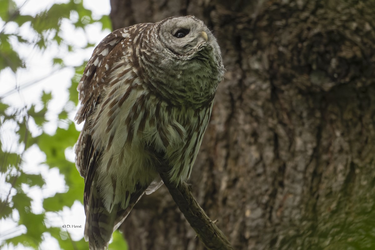 Barred Owl - ML456606581