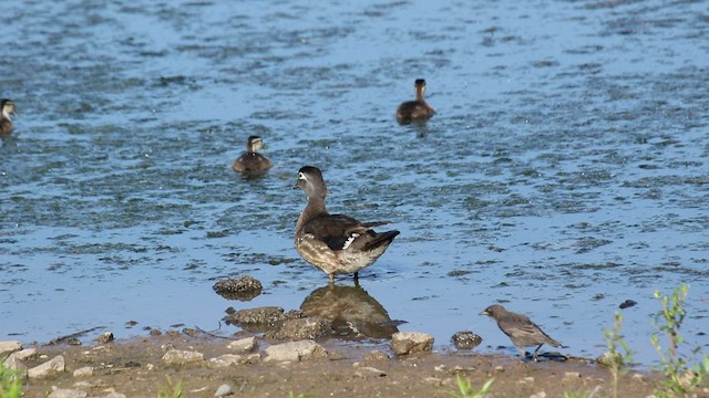 Wood Duck - ML456606771