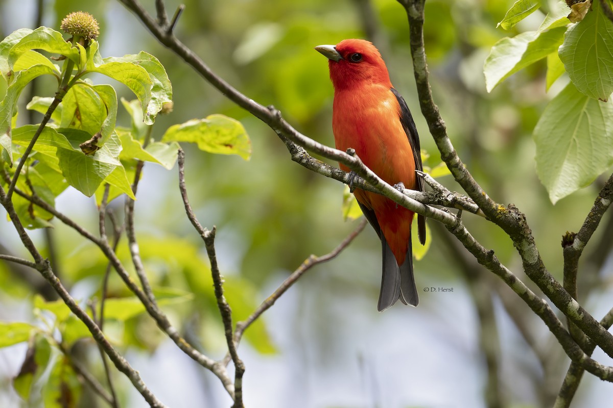 Scarlet Tanager - Debra Herst