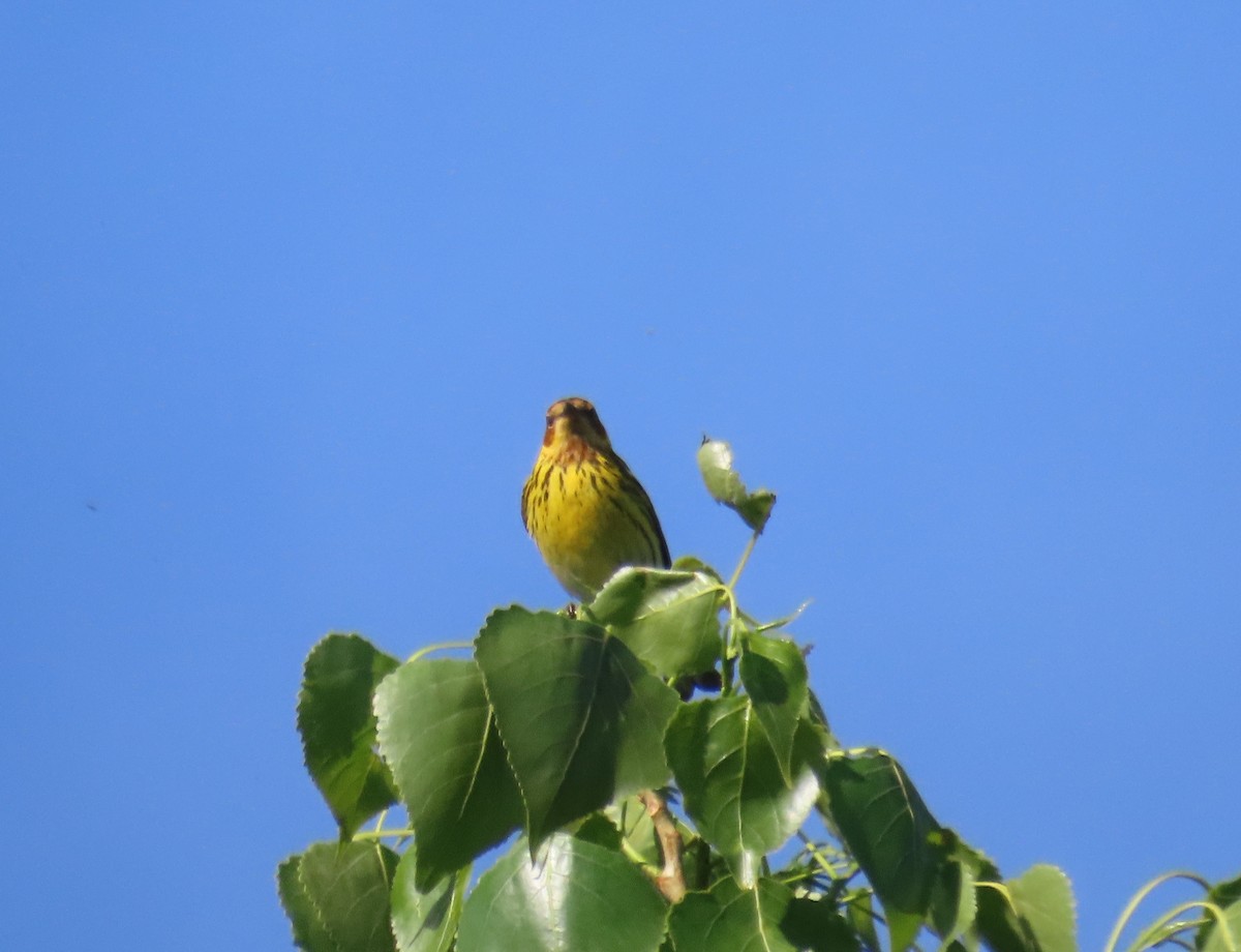 Cape May Warbler - ML456608641