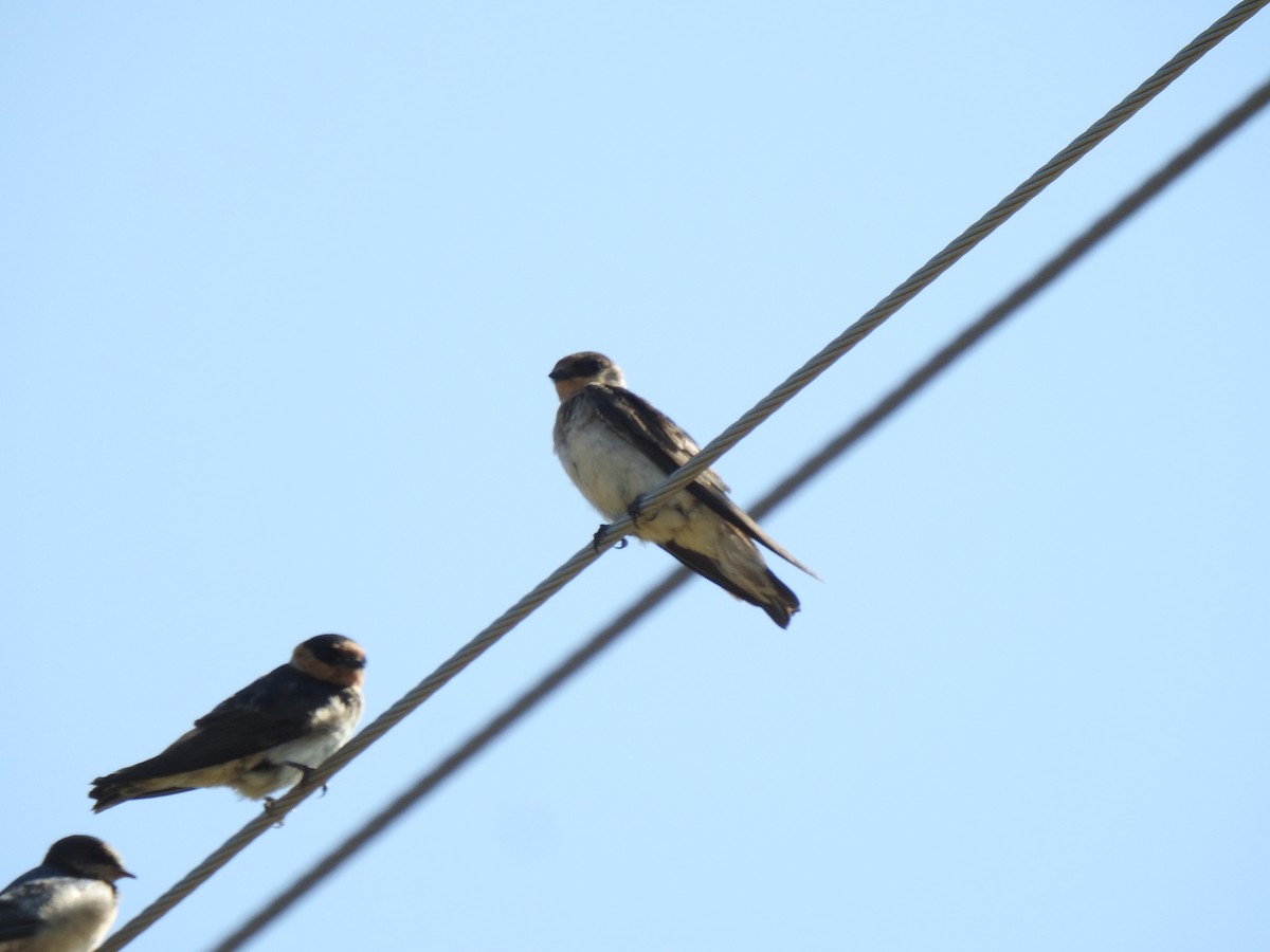 Cave Swallow - Daniel Lane