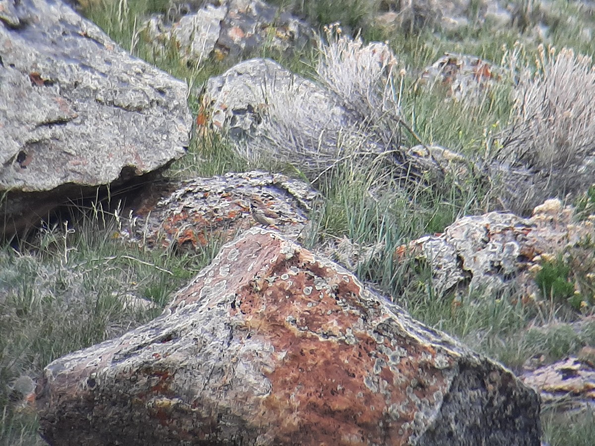 Rock Wren - ML456611501