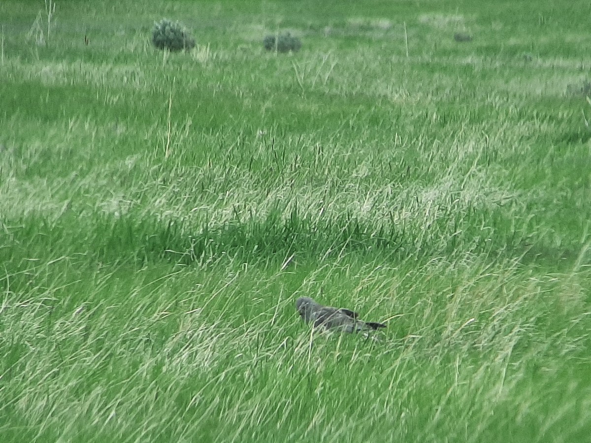 Northern Harrier - ML456611561