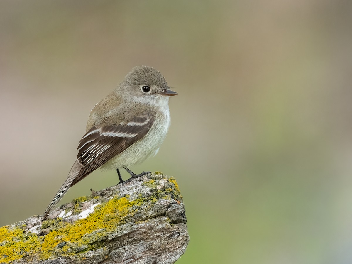 Least Flycatcher - ML456612461