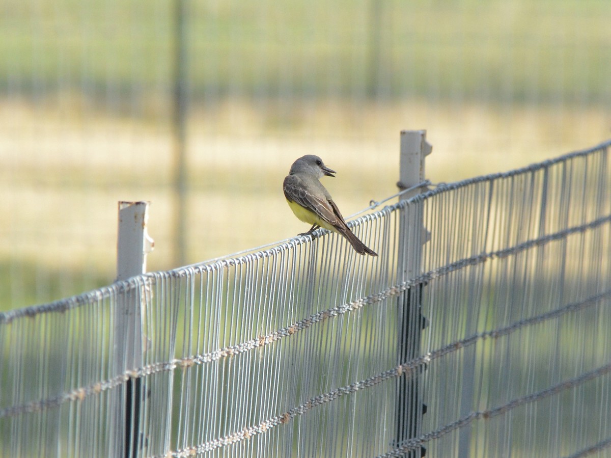 Tropical Kingbird - ML456613011