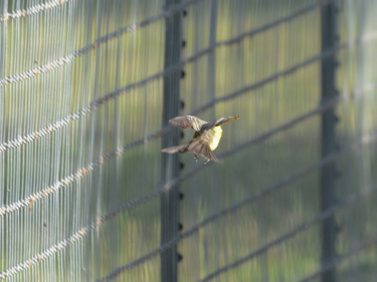 Tropical Kingbird - ML456613051