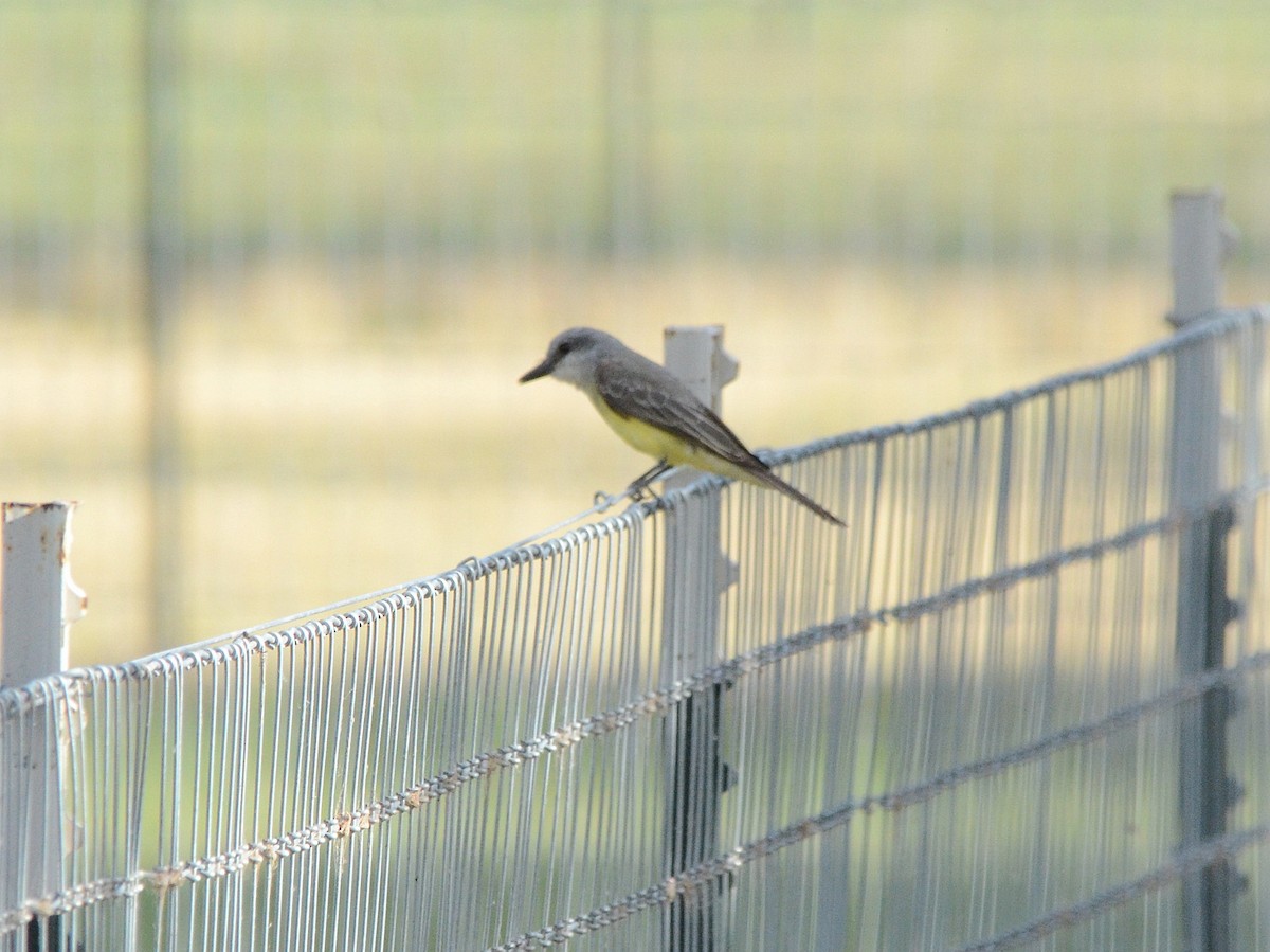 Tropical Kingbird - Dan Belcher