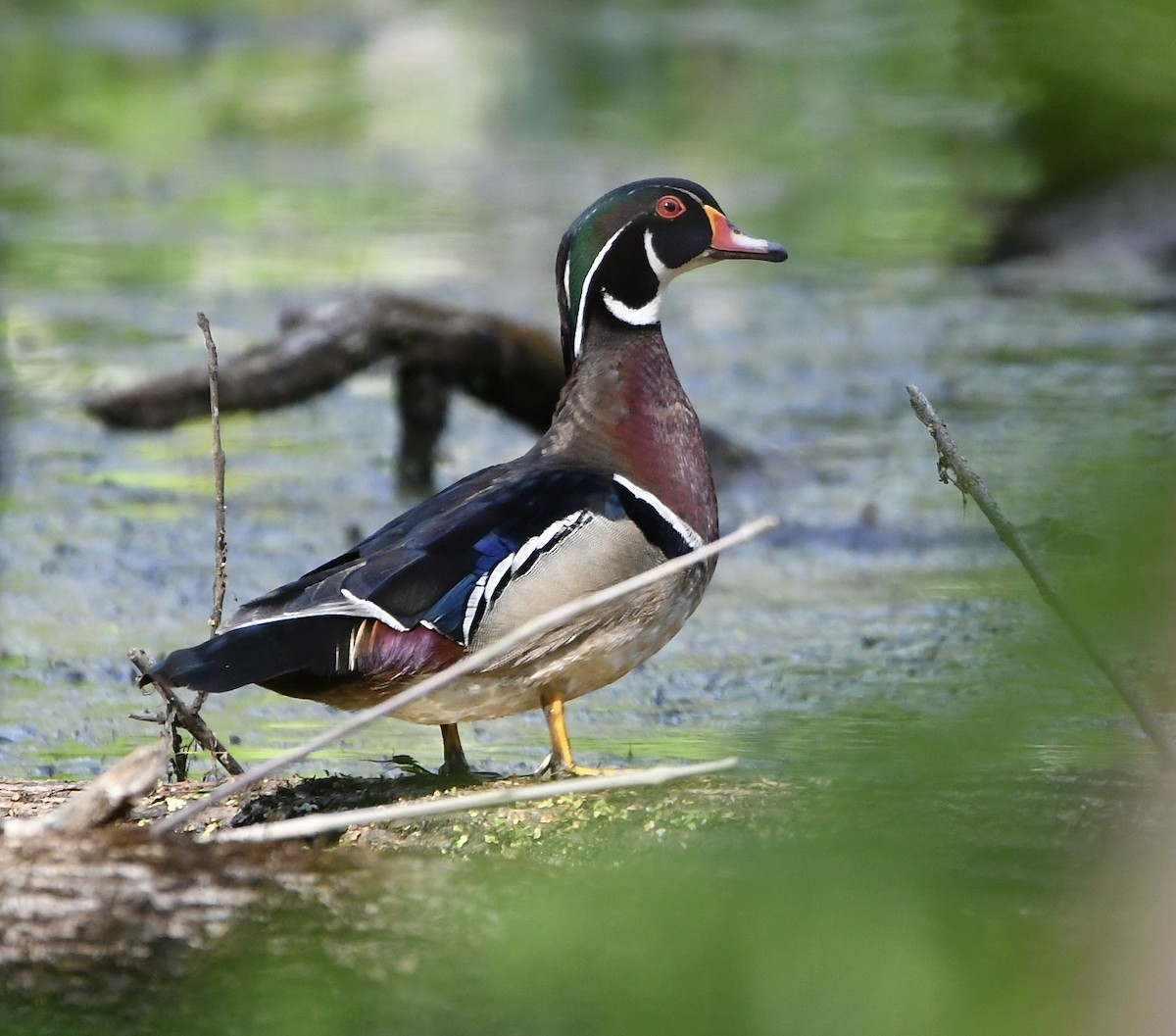 Wood Duck - ML456613661