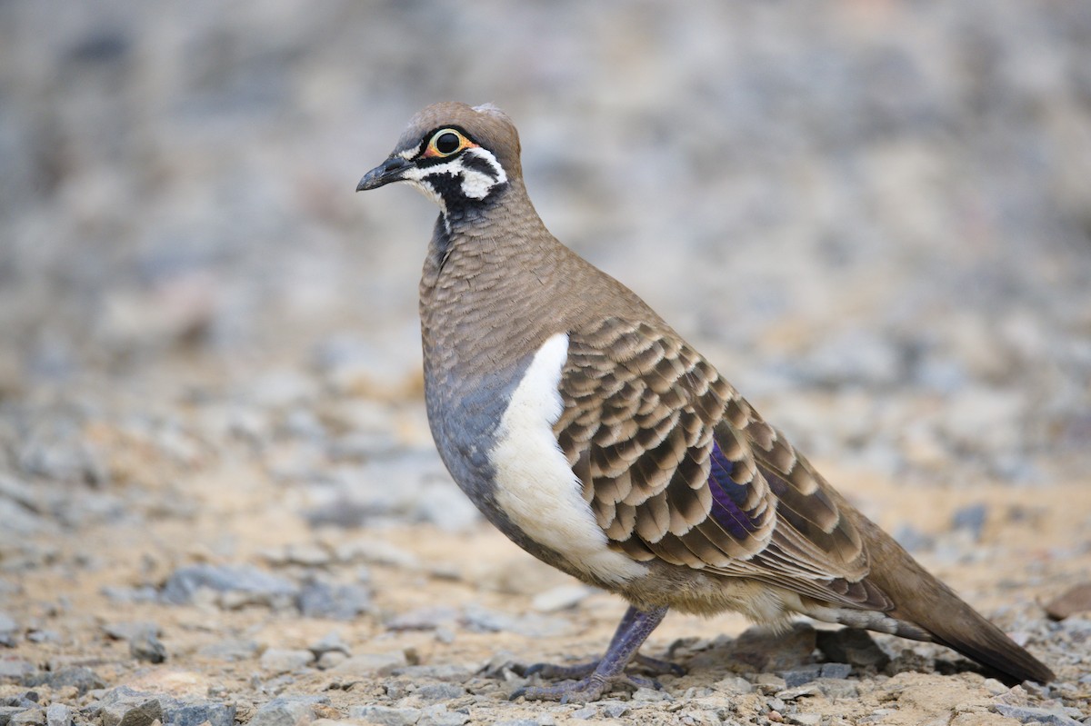 Squatter Pigeon - ML456613691