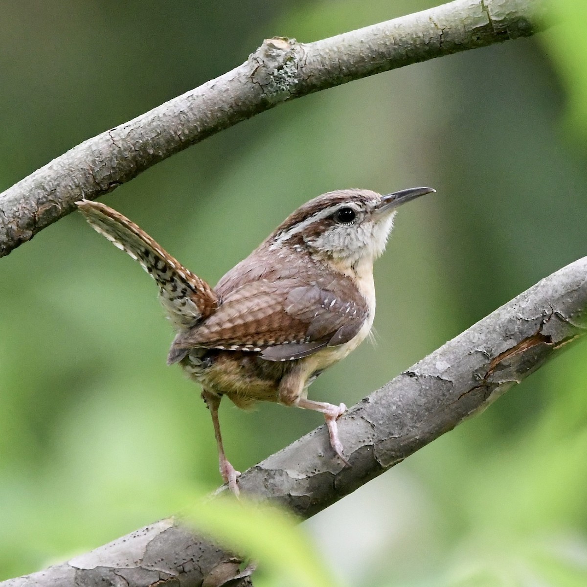 Carolina Wren - ML456613931