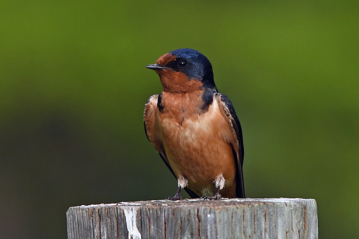 vlaštovka obecná - ML456614341