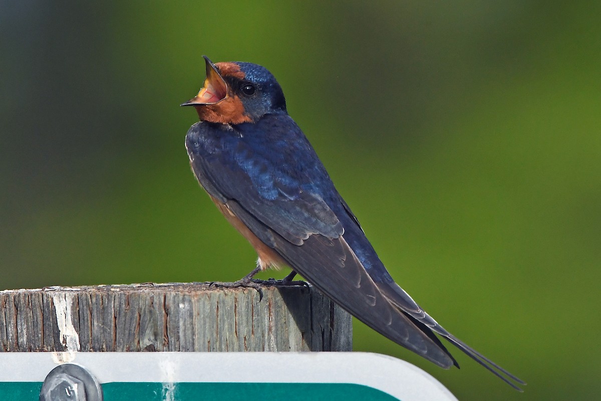 vlaštovka obecná - ML456614351